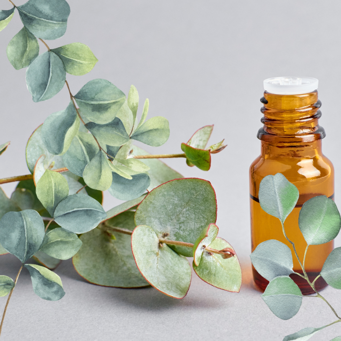 Eukalyptusöl - Natürliche Entzündungshemmung